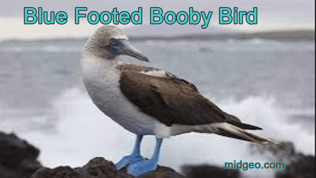 Amazing Blue-footed Booby birds 2 blue-footed booby bird