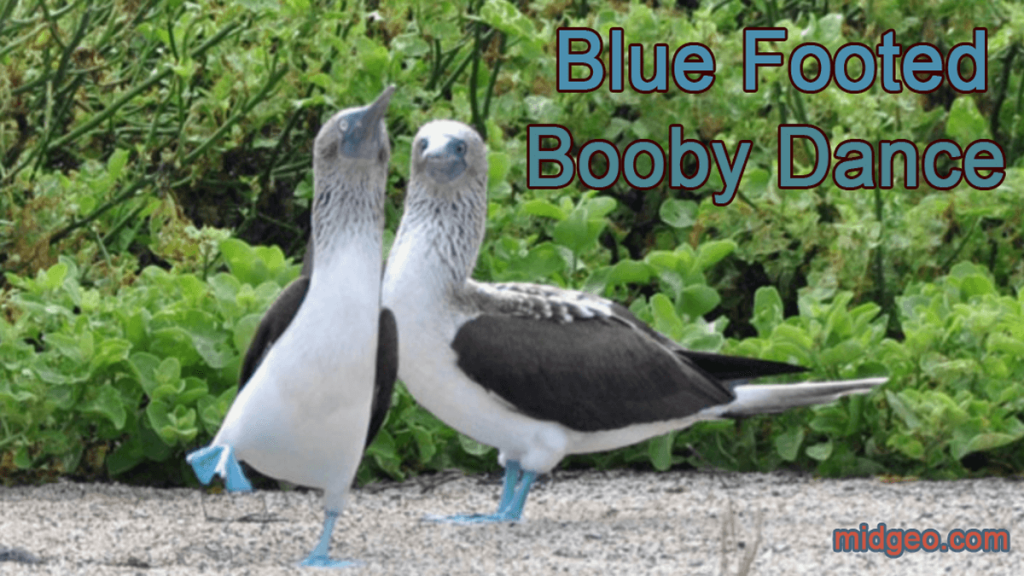 Amazing Blue-footed Booby birds 3 blue footed booby dance