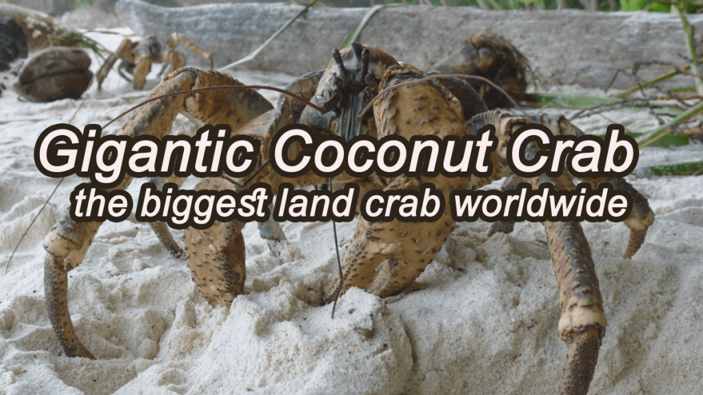 Gigantic Coconut Crab: the biggest land crab worldwide 2 coconut crab