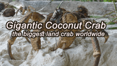 Gigantic Coconut Crab: the biggest land crab worldwide 5 coconut crabs