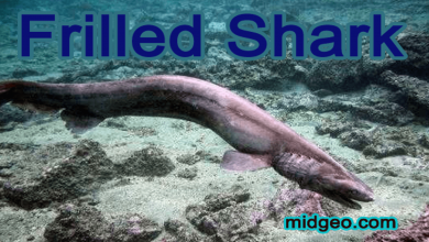 Strange Facts About Frilled Shark 5 frilled shark