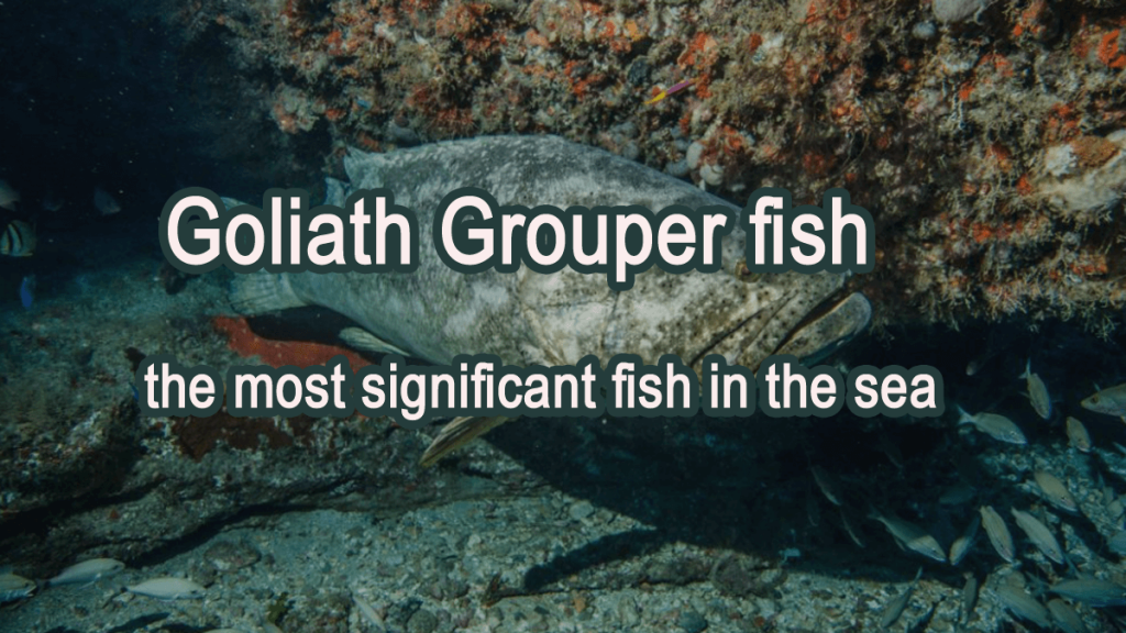 Goliath Grouper Fish - Monster Fish 2 goliath grouper fish