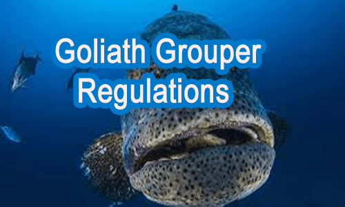 Goliath Grouper Fish - Monster Fish 3 Goliath Grouper Regulations