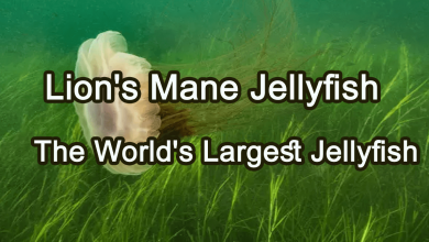 Lion's Mane Jellyfish - The World's Largest Jellyfish 7 lion's mane jellyfish
