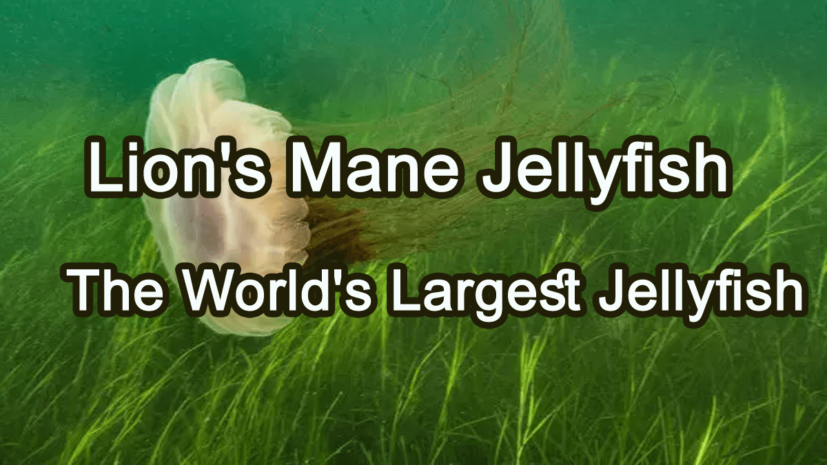 lion's mane jellyfish