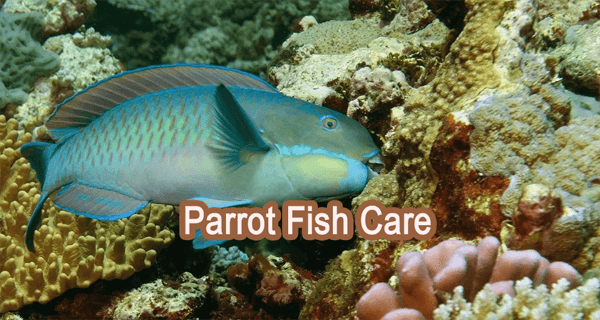 Red Parrot Fish Information For First 4 red parrot fish,can you eat parrot fish,are parrot fish illegal to catch,are parrotfish endangered
