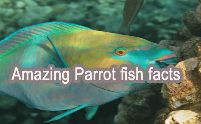 Red Parrot Fish Information For First 3 parrot fish facts