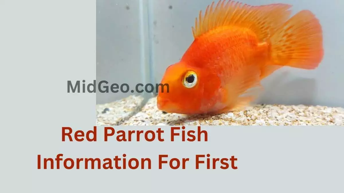 Red Parrot Fish Information For First 1 Red Parrot Fish Information For First