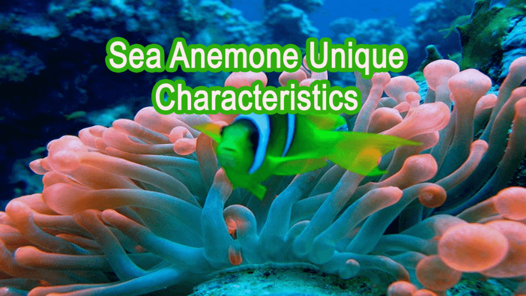 Magnificent Things About Sea Anemone Characteristics 2 Sea Anemone Unique Characteristics