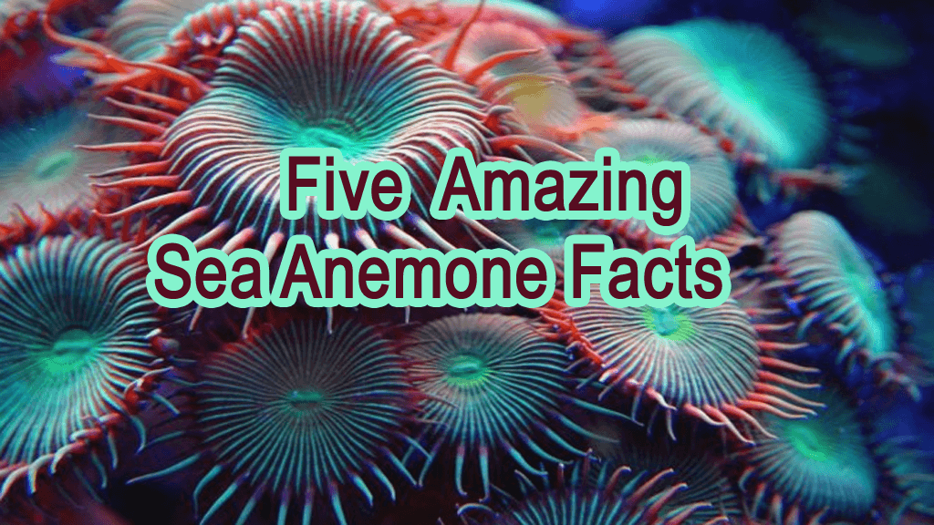 Magnificent Things About Sea Anemone Characteristics 3 Five Amazing Sea Anemone Facts