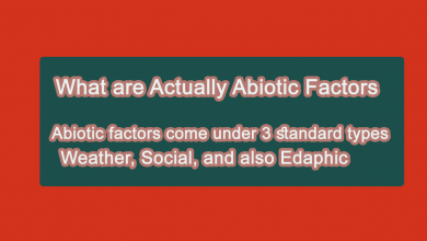 Abiotic Factors- What are Actually Abiotic Factors 10 what are abiotic factors