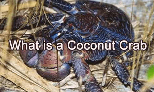 Gigantic Coconut Crab: the biggest land crab worldwide 3 what is a coconut crab