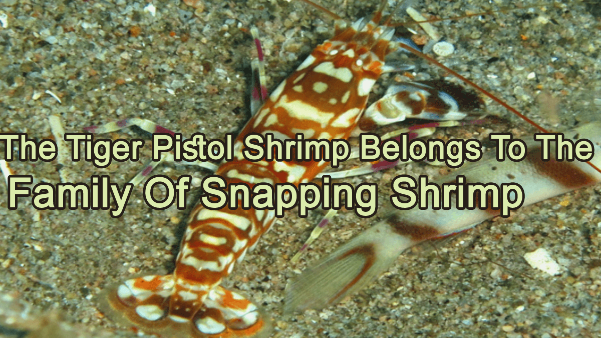 The Tiger Pistol Shrimp Belongs To The Family Of Snapping Shrimp 1 tiger pistol shrimp facts