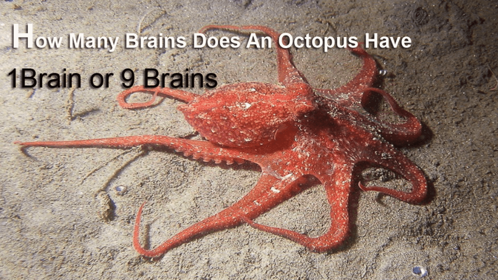 How Many Brains Does An Octopus Have - Facts About Octopus 2 how many brains does an octopus have - funny octopus facts,