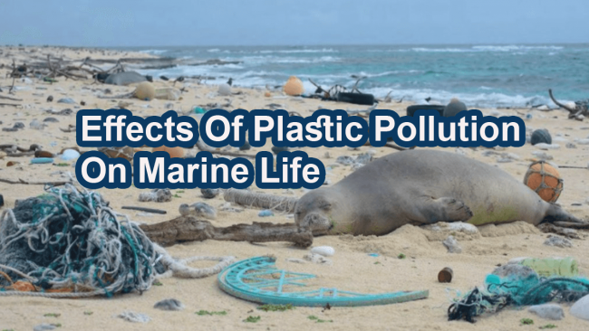 most-endangered-marine-animals-due-to-plastic-pollution