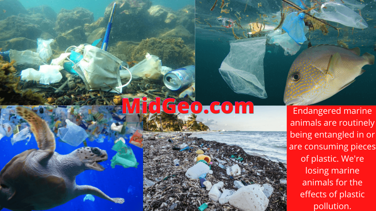 Most Endangered Marine Animals Due To Plastic Pollution