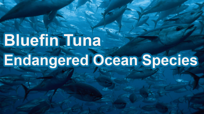 17 Most Endangered Ocean Species and Marine Animals 4 Endangered ocean species Tuna