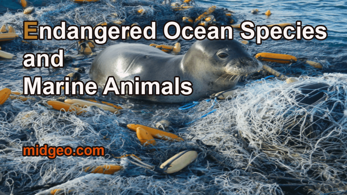 17 Most Endangered Ocean Species And Marine Animals