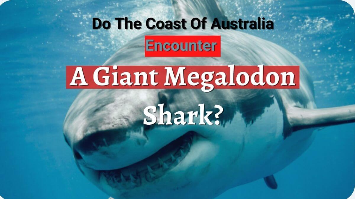 Did Fishermen Off The Coast Of Australia Encounter A Giant Megalodon Shark? 1 Did Fishermen Off The Coast Of Australia Encounter A Giant Megalodon Shark?
