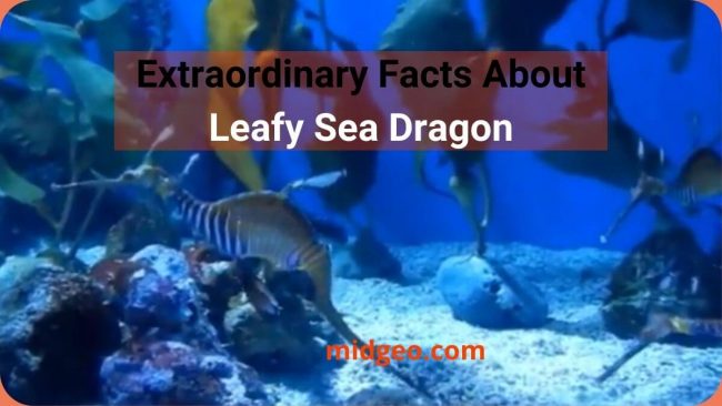 Leafy Sea Dragon Facts and Information: The Good, the Bad, and the Ugly 3 Extraordinary Leafy Sea Dragon Facts