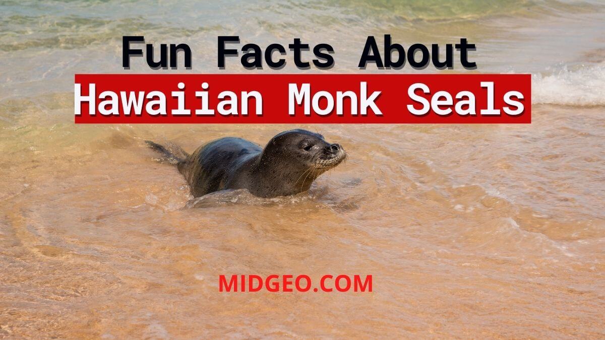Hawaiian Monk Seal Adaptation Endangered Marine Animals
