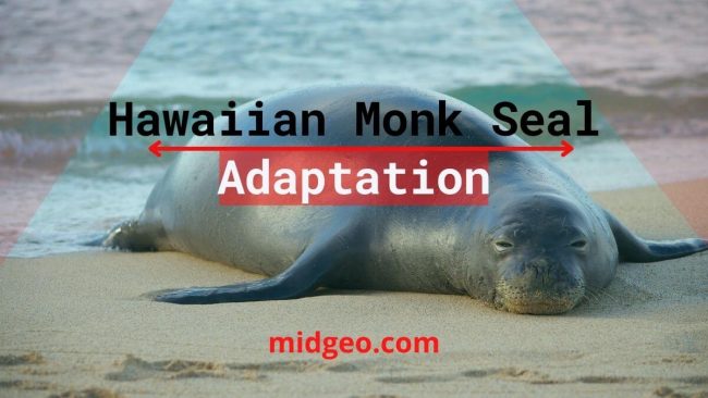 Hawaiian Monk Seal Adaptation - Endangered Marine Animals 2 Hawaiian Monk Seal Adaptation
