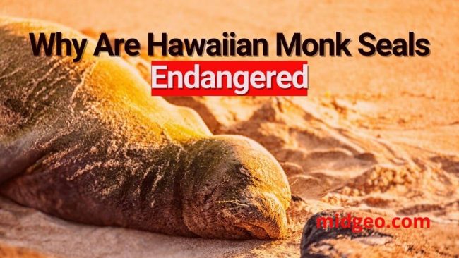 Hawaiian Monk Seal Adaptation - Endangered Marine Animals 4 Why Are Hawaiian Monk Seals Endangered