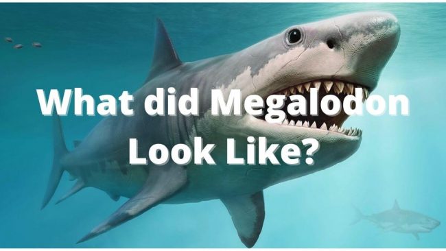 Did Fishermen Off The Coast Of Australia Encounter A Giant Megalodon Shark? 8 What did megalodon look like