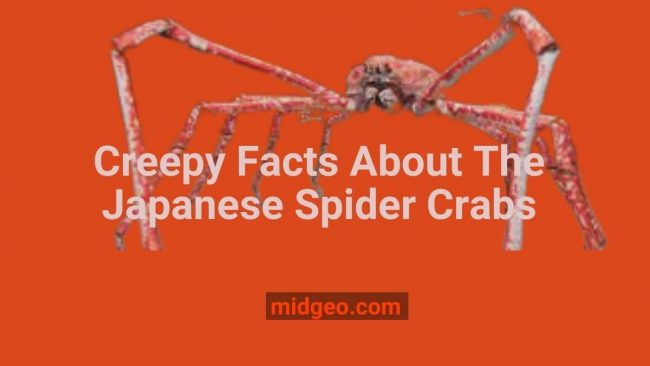 Creepy Facts About The Japanese Spider Crab