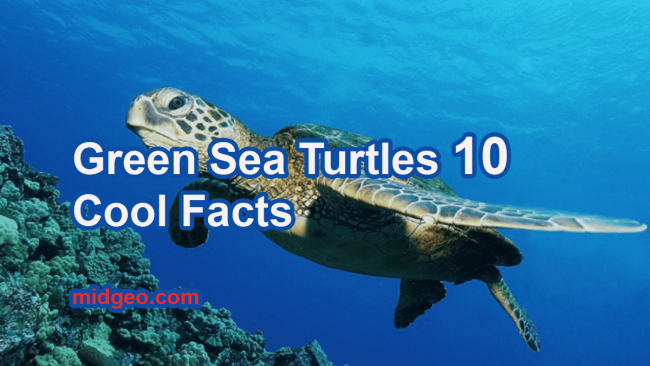 10 Fun Facts About Green Sea Turtles