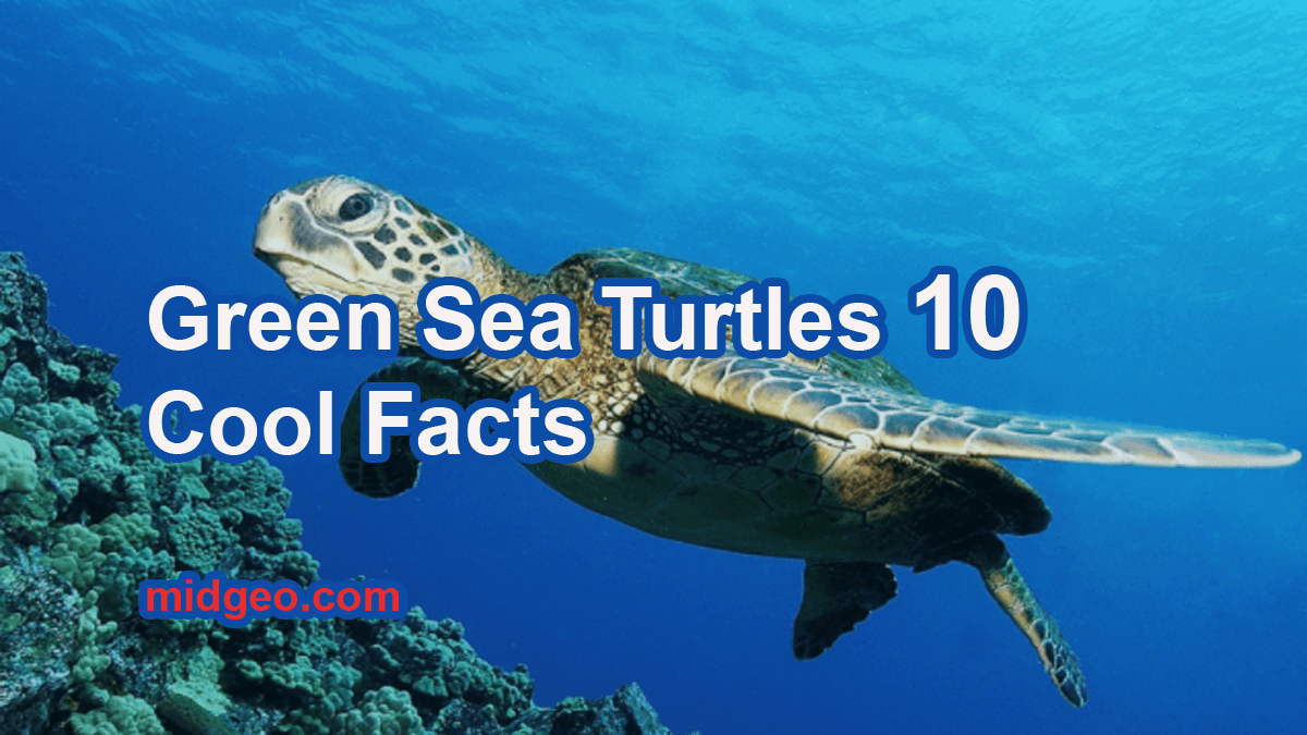 10 Fun Facts About Green Sea Turtles - Endangered Animals