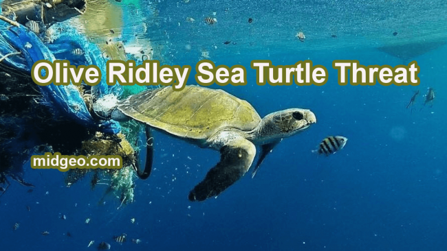 10 Cool Facts About Olive Ridley Sea Turtle - Endangered Marine Animals 12 Olive Ridley Sea Turtle Threats