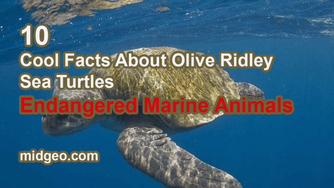 10 Cool Facts About Olive Ridley Sea Turtle - Endangered Marine Animals 11 10 Cool Facts About Olive Ridley Sea Turtles - Endangered Marine Animals