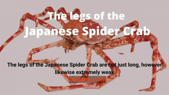 The legs of the Japanese Spider Crab