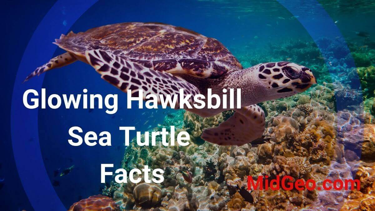 Glowing Hawksbill Sea Turtle Facts