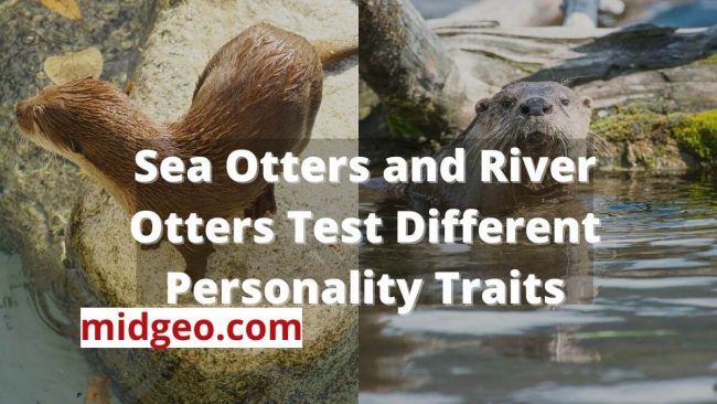 Which is more interesting, the sea otter or the river otter? Lets know about "Sea otters vs. River otters"