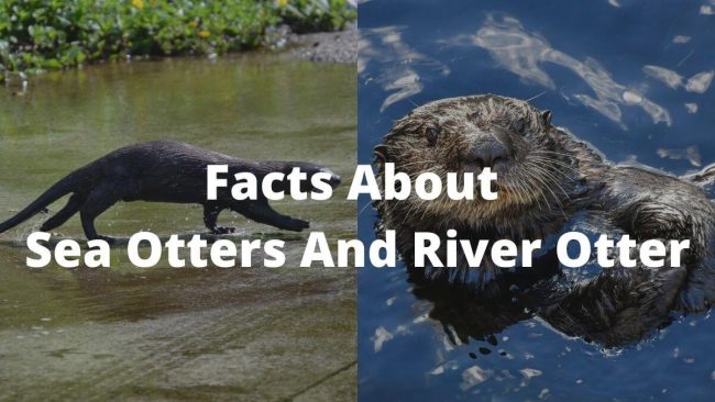 Facts About Sea Otters And River Otter