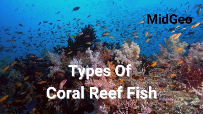  Different Types Of Coral Reef Fish