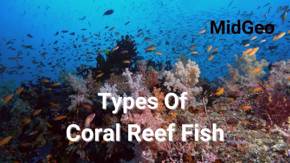 Different Types Of Coral Reef Fish – MidGeo