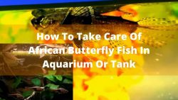 How To Take Care Of African Butterfly Fish In Aquarium Or Tank