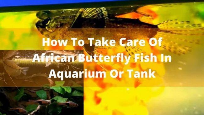  How To Take Care Of African Butterfly Fish In Aquarium Or Tank
