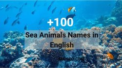 +100 Sea Animals Names in English