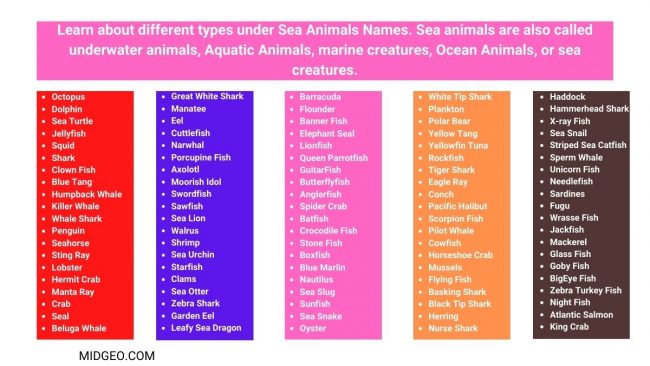 100 Sea Animals Names In English