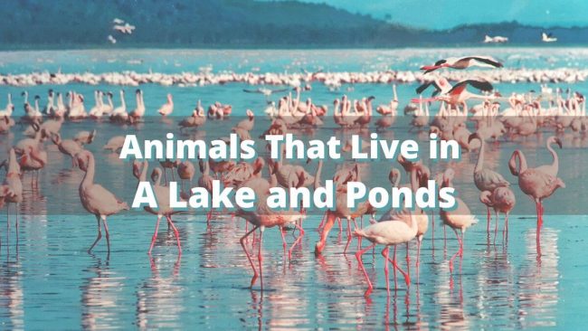 Animals That Live in A Lake and Ponds