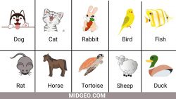 10 Pet Animals Name | List of Pet Animal In English with Pictures