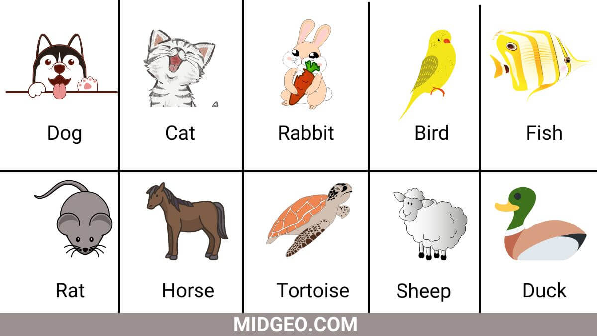 10 Pet Animals Name List With Picture In American English