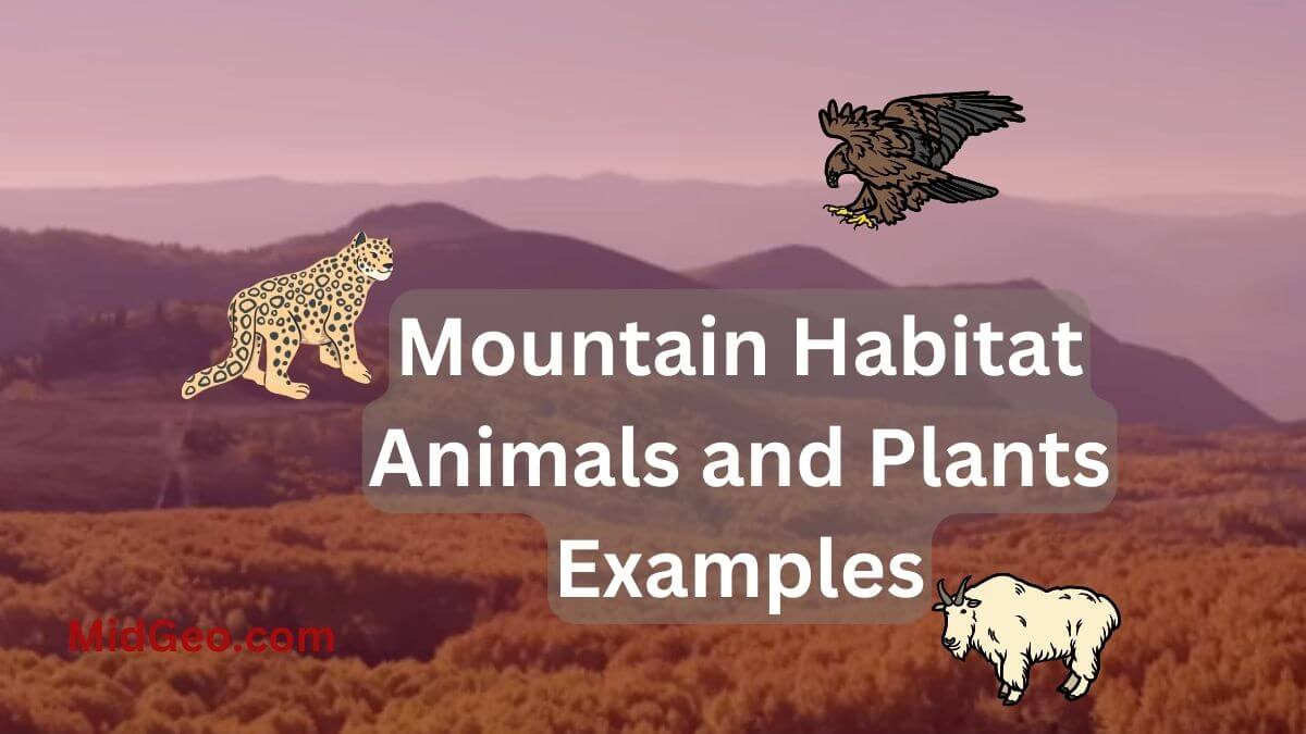 Mountain Habitat Animals And Plants Examples