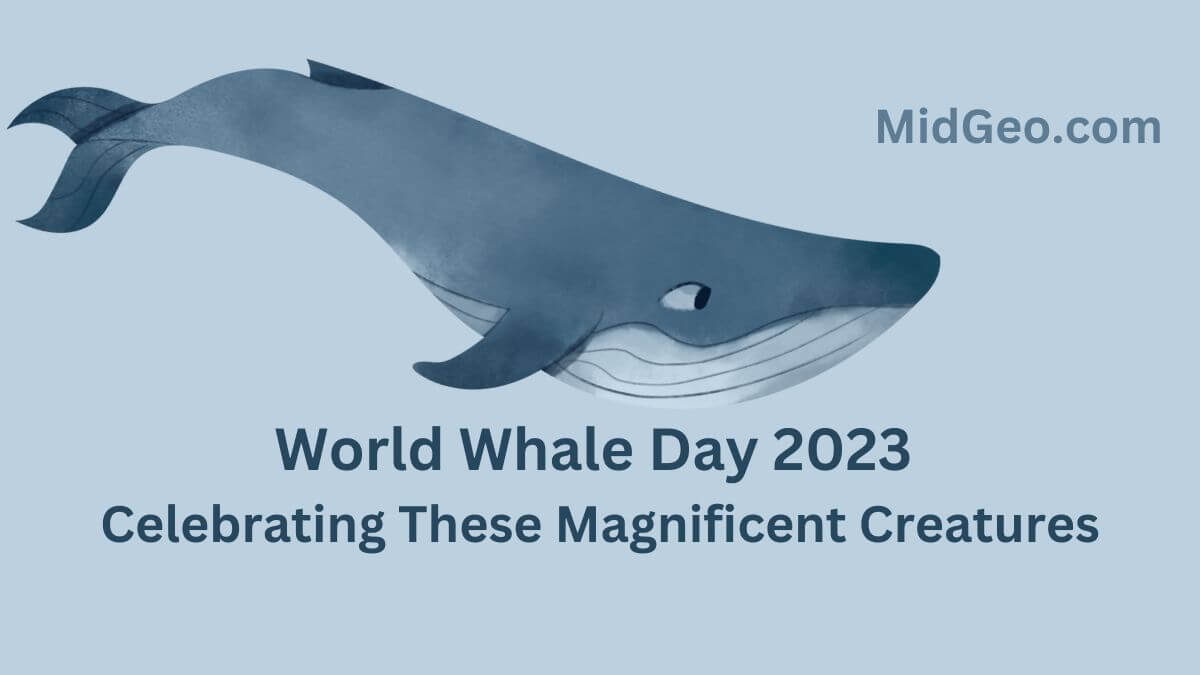 World Whale Day 2023 Celebrating These Magnificent Creatures