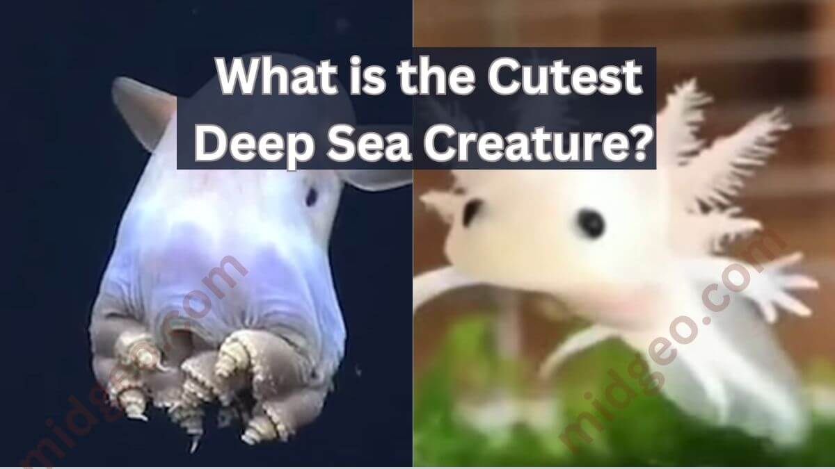 What is the Cutest Deep Sea Creature? 1 What is the Cutest Deep Sea Creature?