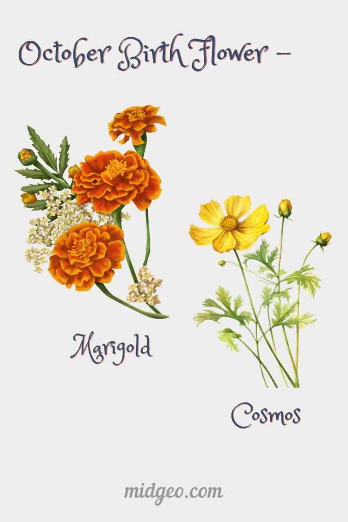 October Birth Flower Tattoos: Meaningful Designs for Every Personality 6 October Birth Flower Marigold and Cosmos